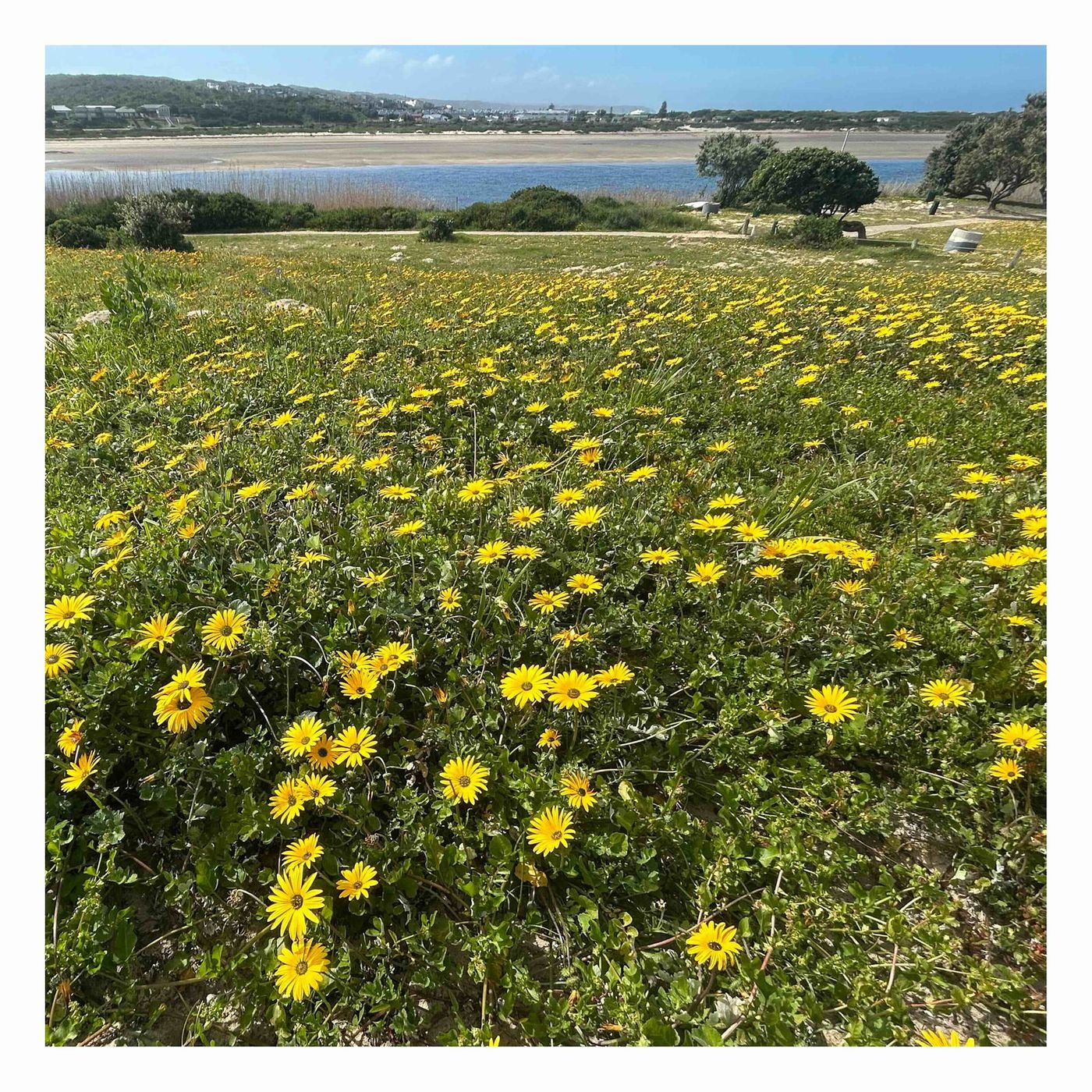 A field of yellow daisies in front of a lagoon with houses on the far shore.